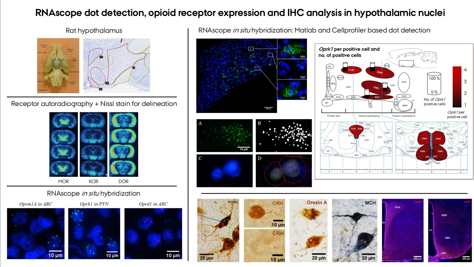 RNAscope dot detection, opioid receptor expression and IHC analysis in hypothalamic nuclei